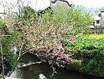 桃花景图