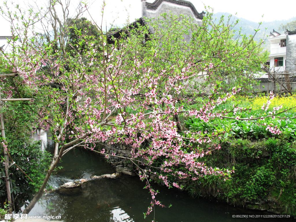 桃花景图