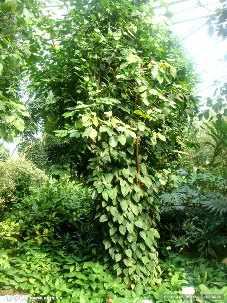 亚热带植物
