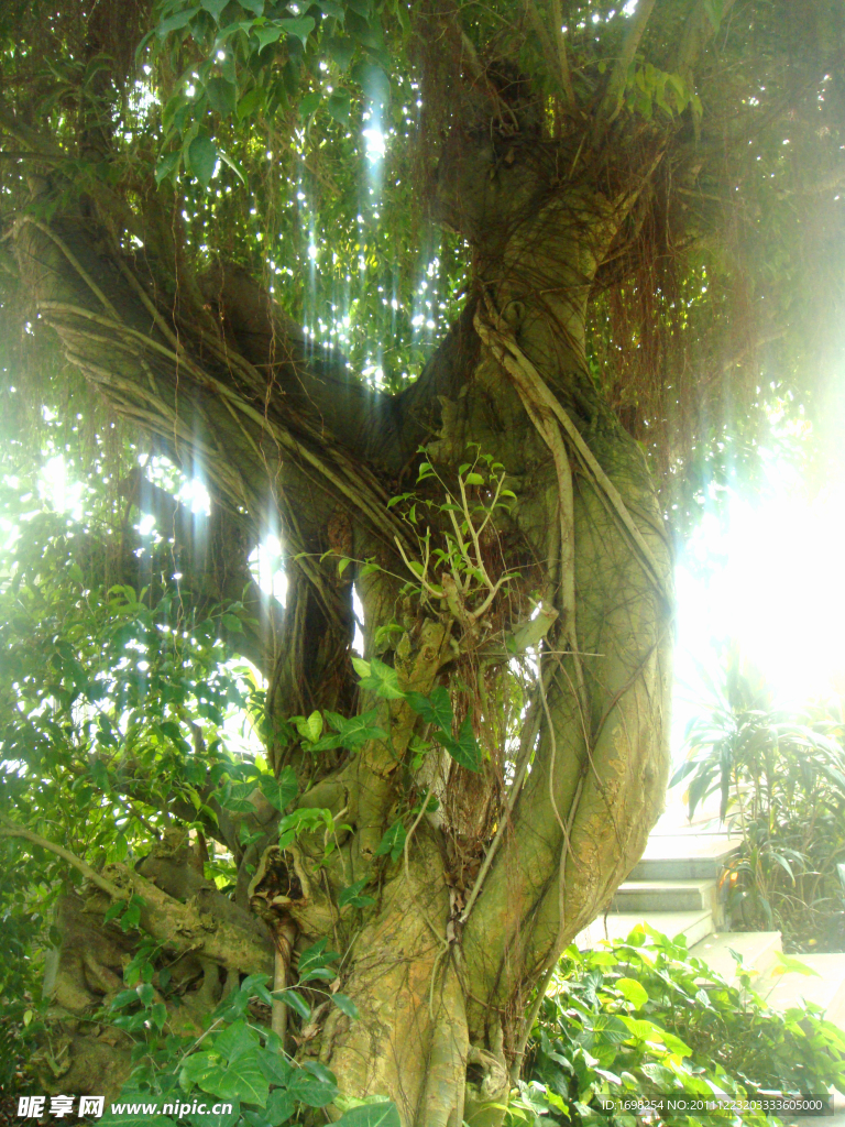 热带植物 垂叶榕