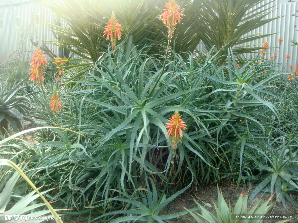 热带植物