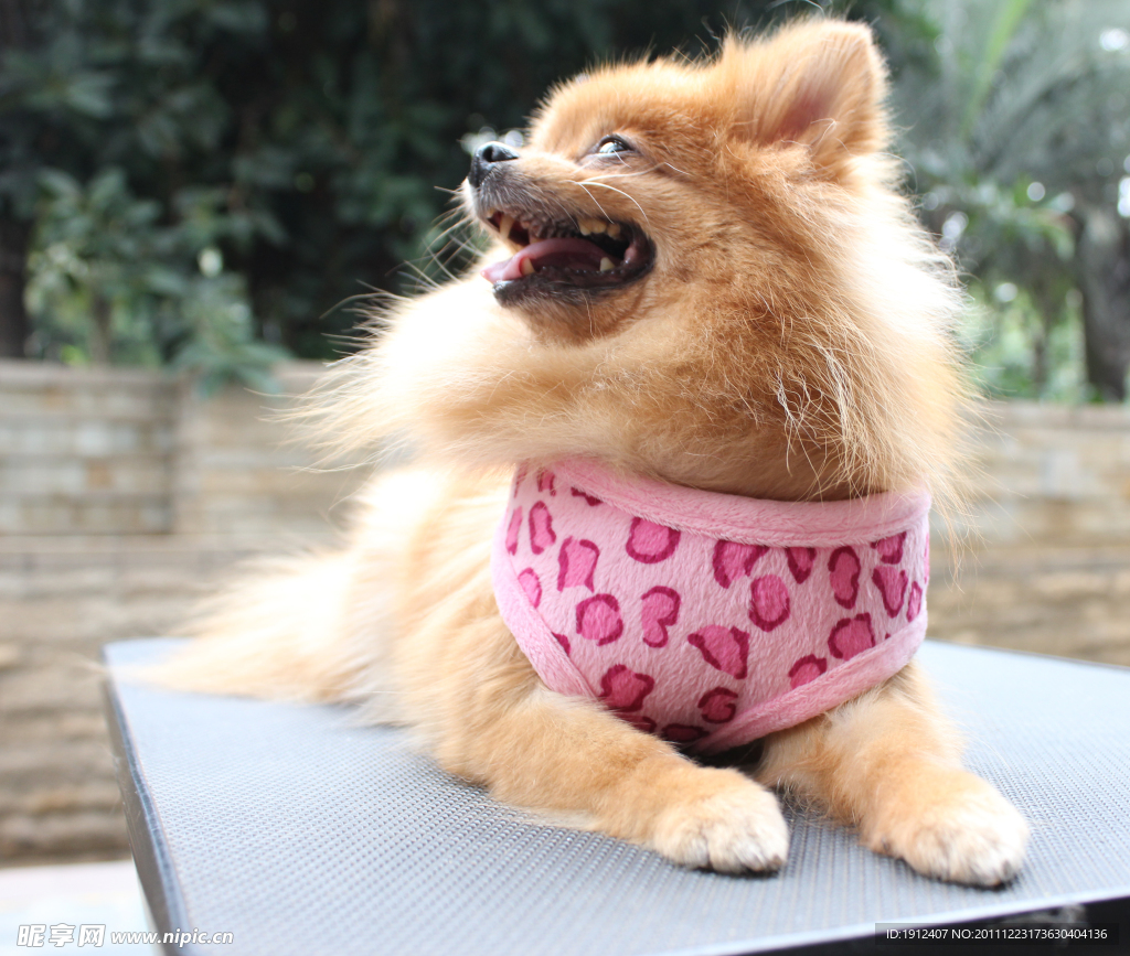 博美犬