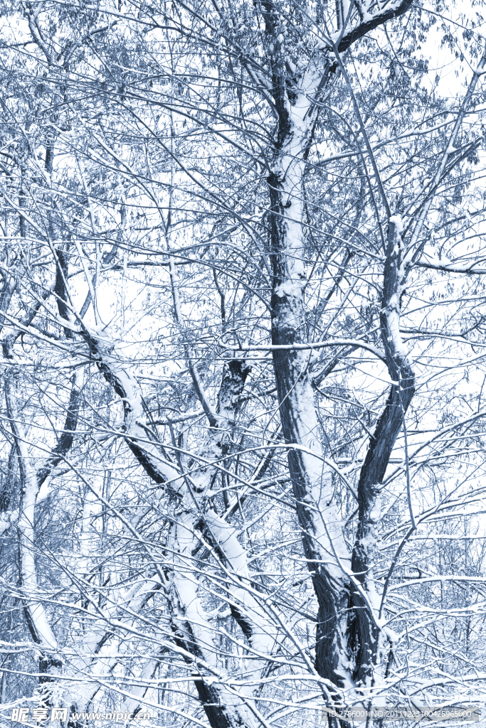 冬季雪景高清图片