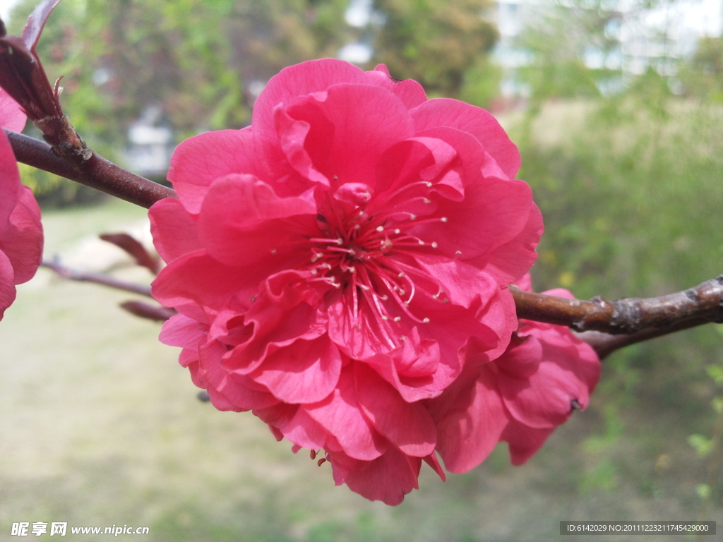 梅花