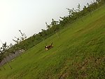 牧羊犬