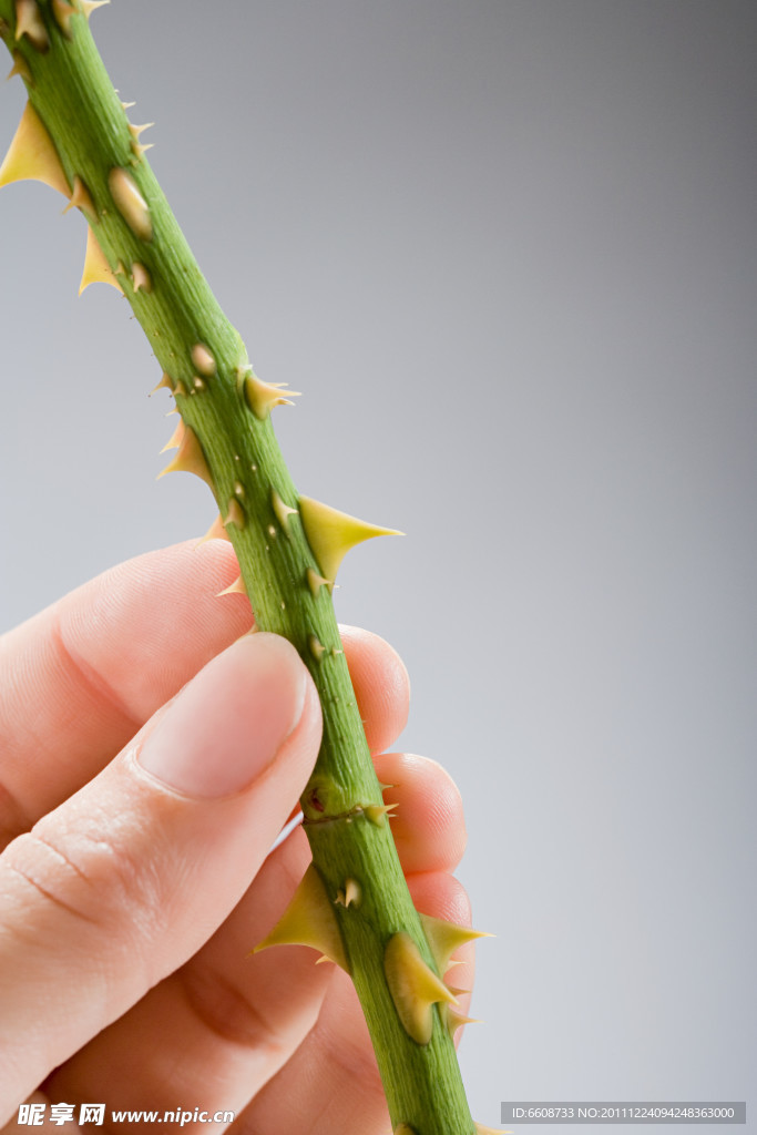 植物根茎