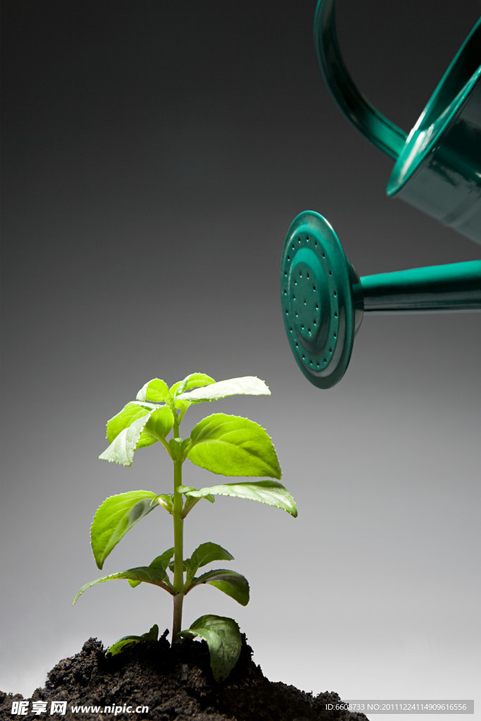 给植物浇水
