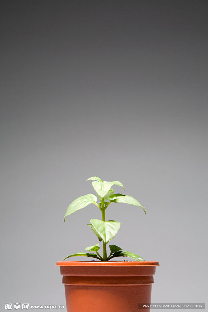 盆栽绿植