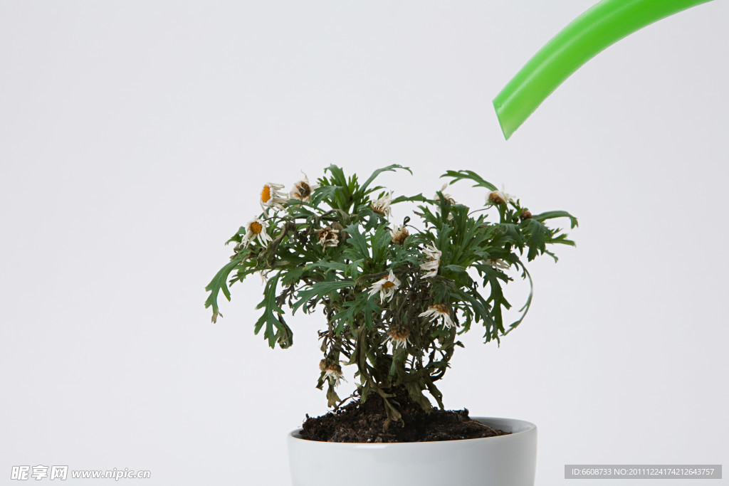 给植物浇水