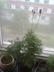 薰衣草