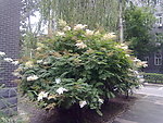 校园散花