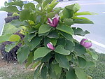 路边小花