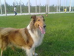 牧羊犬