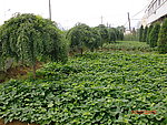 公司小型菜场
