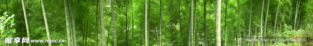 竹林