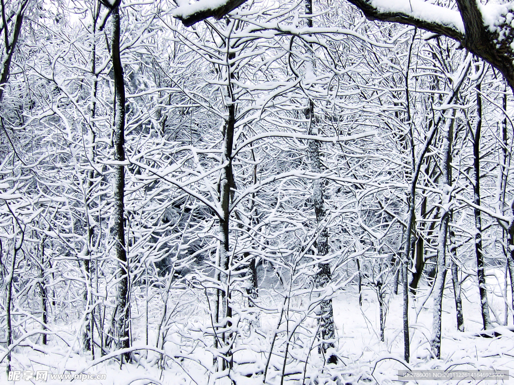 冬季雪景