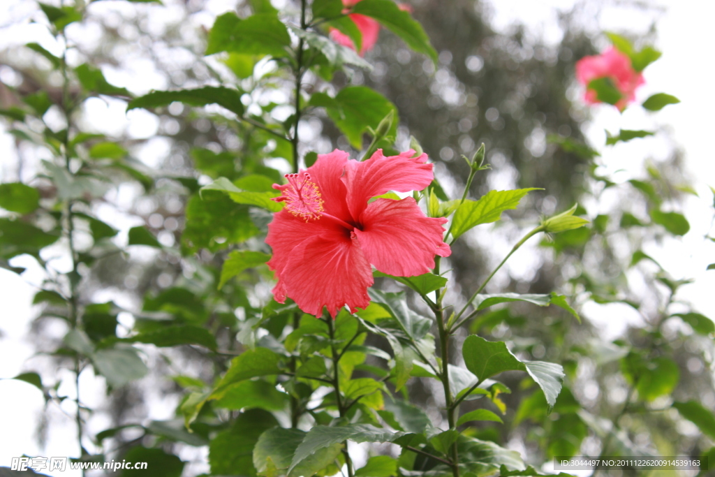 扶桑花