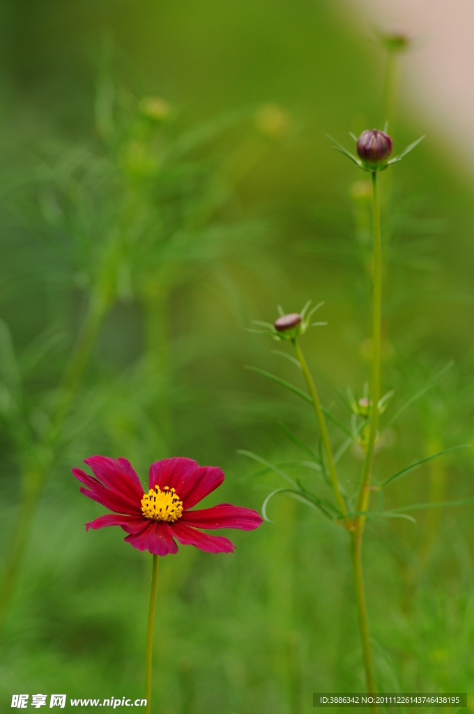 波斯菊