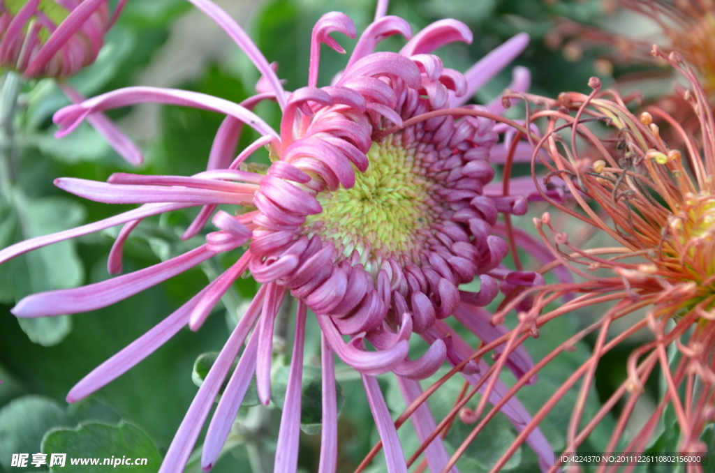 菊花