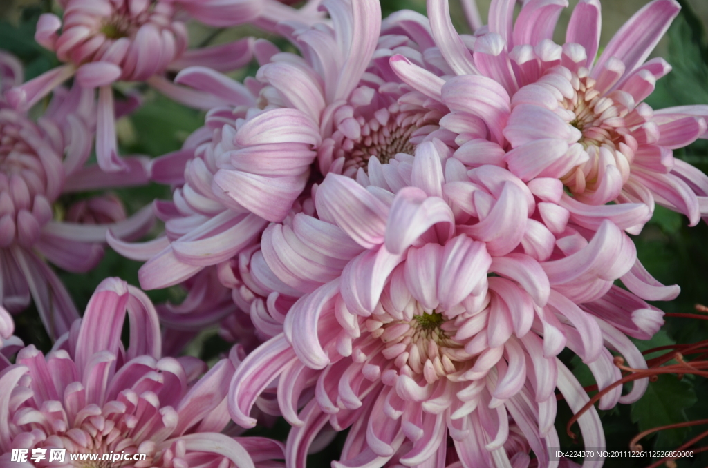 菊花