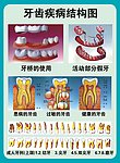 牙齿结构图