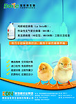 药品单页设计