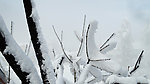 雪如棉