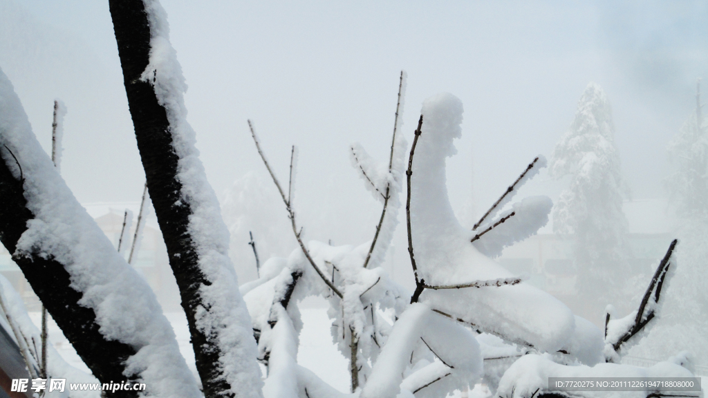 雪如棉