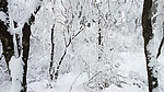 雪原