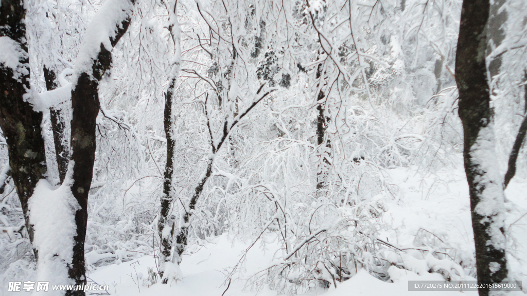 雪原