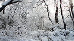 雪林