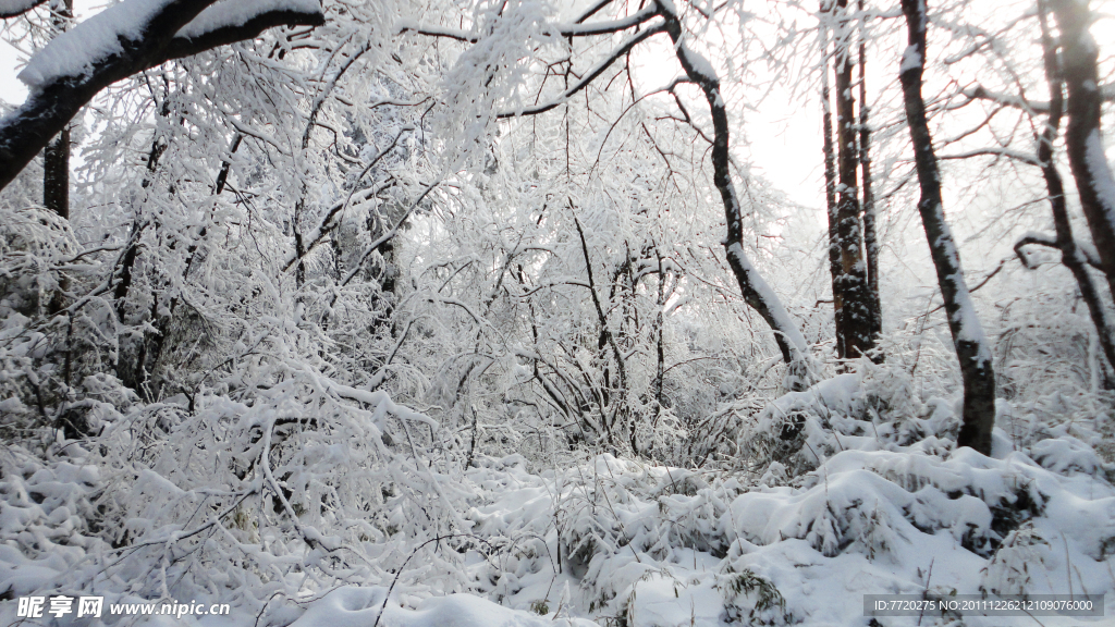 雪林