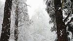 树上雪