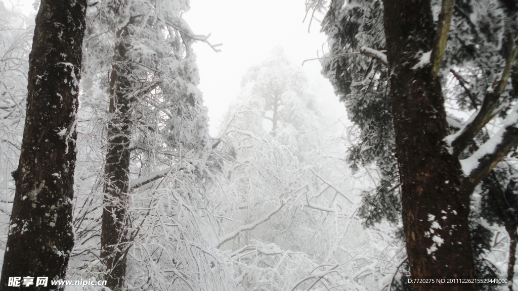 树上雪