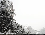 雪地树