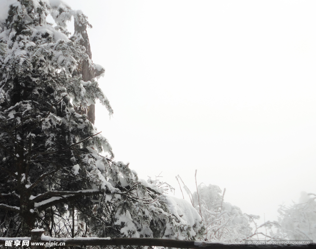 雪地树