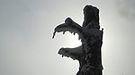 沧桑之树