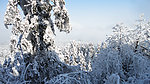 冬雪
