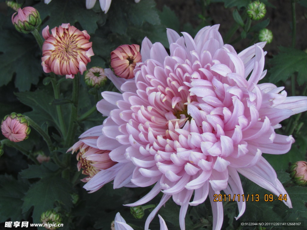 菊花
