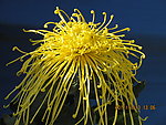 开封二十九届菊花花会菊花