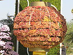 菊花造型