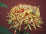开封二九届菊花花会菊花