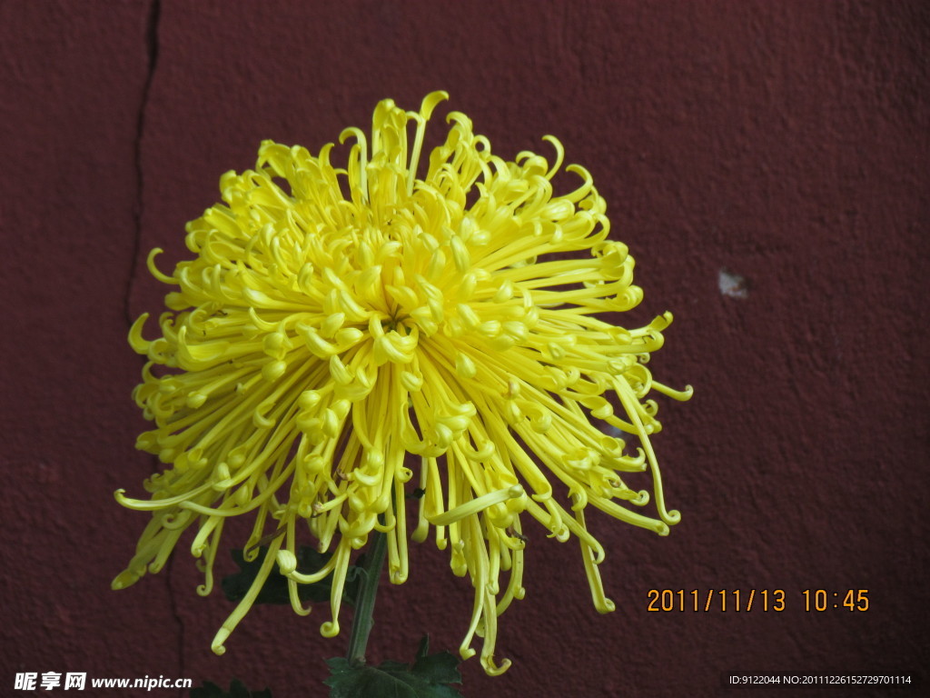 菊花