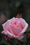 玫瑰花