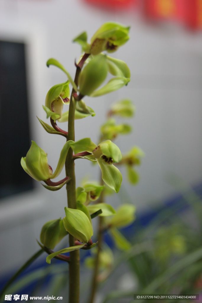 兰花