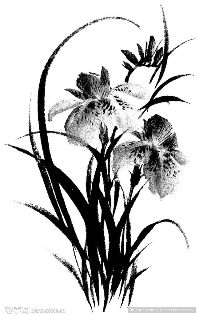 兰花