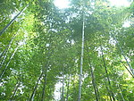 竹林