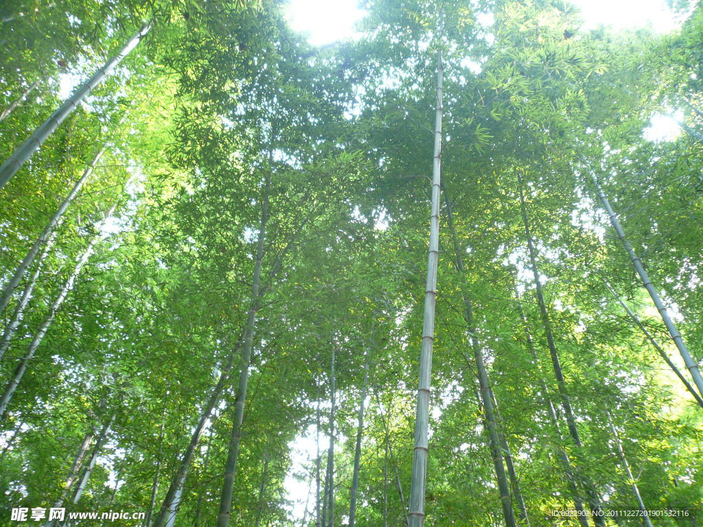 竹林