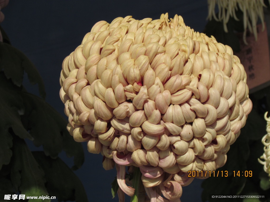 菊花