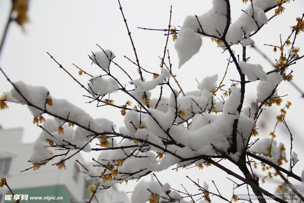 雪中寒梅